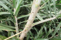Calamus viminalis
